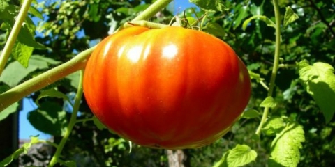 Paradajz kralj kraljeva: recenzije, fotografije, prinos